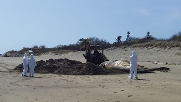 Entierran ballena en costa de Azuero