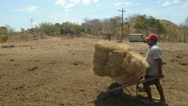 Ganaderos de Azuero toman medidas ante dificultades para alimentar a animales