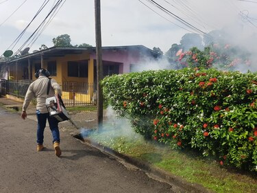 Minsa: 273 casos de dengue han sido reportados en San Miguelito