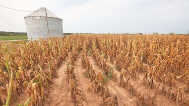 Sequía en Argentina beneficia venta de maíz ucraniano