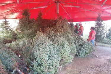 Más de 90 mil arbolitos navideños han llegado a Panamá
