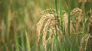 Ordenan inventario de arroz