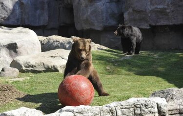 Pareja de osos pardos llegaron al zoológico de Chapultepec