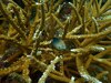 Pastos marinos: un ecosistema clave para Panamá