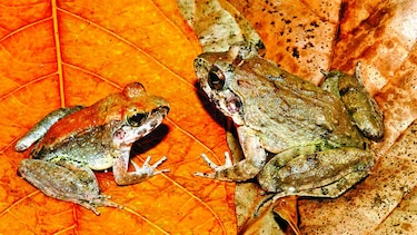 El ‘Top 10’ de nuevas especies