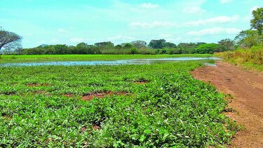 Un futuro para el Panamá rural