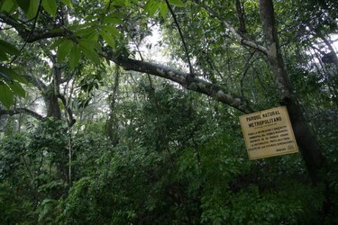 Discuten sobre legislación y planificación forestal en Panamá