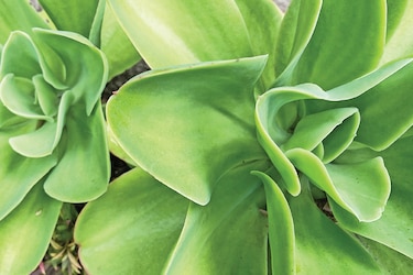 Bioingeniería de plantas resistentes a la sequía, más difícil de lo que parece