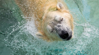 Primer oso polar nacido bajo los trópicos podría ser sacrificado