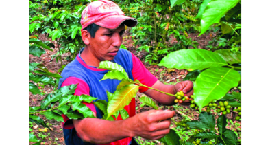 Prevén leve subida en producción de café
