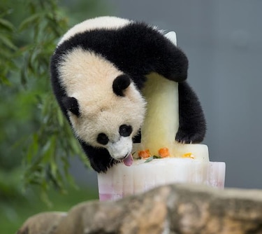 La panda Bao Bao festeja su primer cumpleaños
