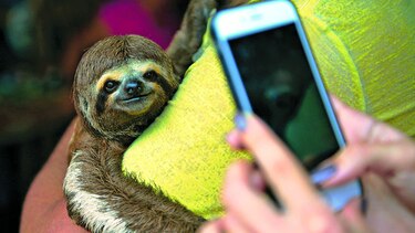 Tomarse selfis con los animales