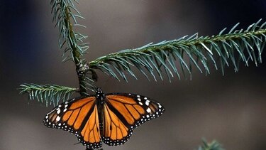 Encuentran nueva colonia de mariposas monarca en México