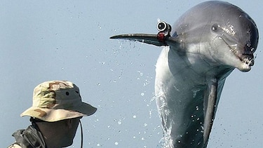 La historia de los delfines suicidas que Irán compró a Ucrania