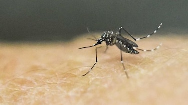 Embarazadas con zika, bajo observación