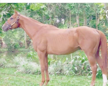 Haras San Miguel abre la puerta de las subastas