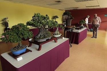Expo Bonsai en el parque Omar