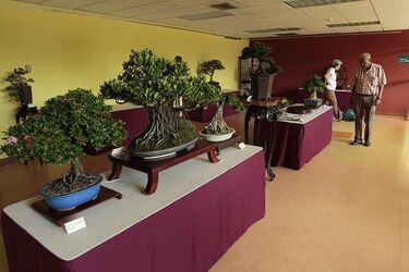 Expo Bonsai en el parque Omar