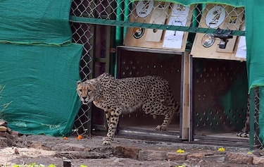 India introduce ocho guepardos en su territorio
