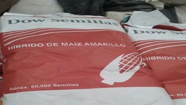 Hurtan más de 3 millones de semillas de maíz en Los Santos