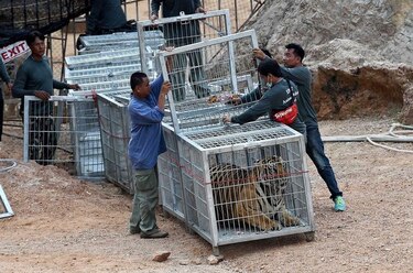 Los felinos del 'Templo del Tigre' en Tailandia son evacuados