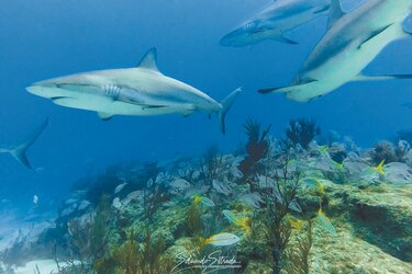 La belleza del tiburón