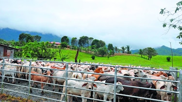 Brucelosis bovina ataca en Chiriquí