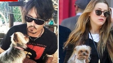 Esposa de Johnny Depp acusada por ingreso ilegal de animales en Australia