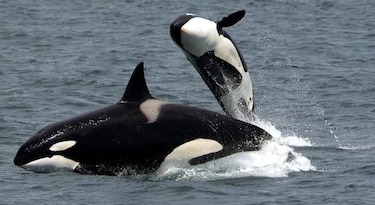 Abuelas orca ayudan a la supervivencia de sus nietos ballenatos