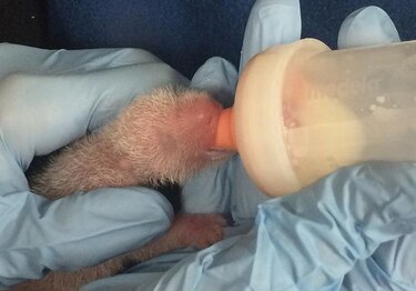 Muere una de las crías de la panda gigante del zoológico de Washington