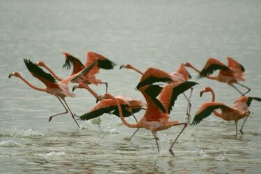México inicia programa conservación de ecosistemas y biodiversidad