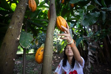 Se reanuda el envío de cacao de Bocas del Toro al mercado nacional e internacional