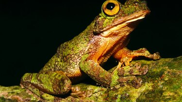 Por la conservación de los anfibios