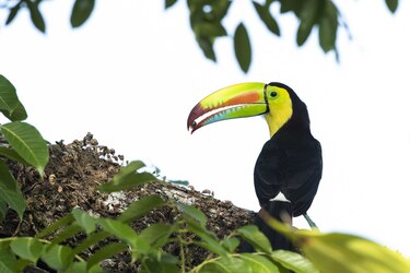 Animales reforestadores