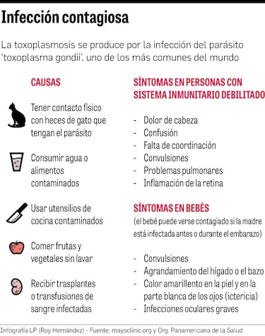 Toxoplasmosis, un problema  de salud pública olvidado 