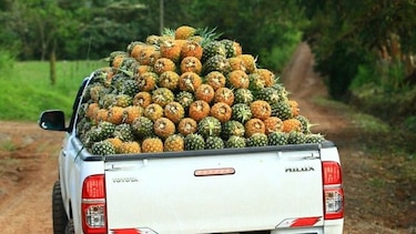 FAO alerta que la falta de lluvias en julio amenaza las cosechas de Panamá