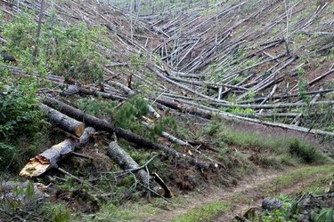 Ciencia y tecnología, claves para afrontar plaga de insectos en Honduras