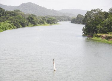 Miambiente detecta tala ilegal en áreas colindantes con  lago Gatún