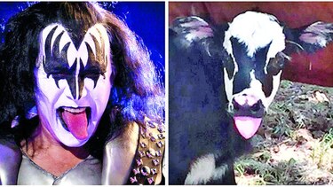 Gene Simmons admira parecido con becerro