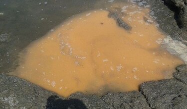 Aparece mancha amarilla en la orilla de la playa El Uverito