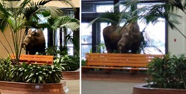 Un alce ingresa a un hospital en Alaska