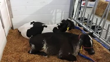 Productores de leche se quejan por la falta de controles de importación
