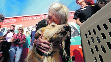 Perros de Texas llegan a Seattle para adopción