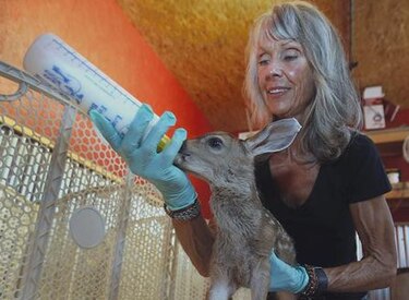 Sequía en California podría aumentar encuentros con fauna