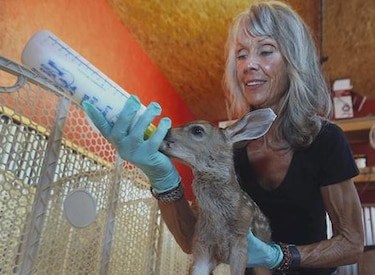 Sequía en California podría aumentar encuentros con fauna