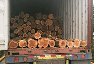 Arranca temporada de exportación de teca 2020