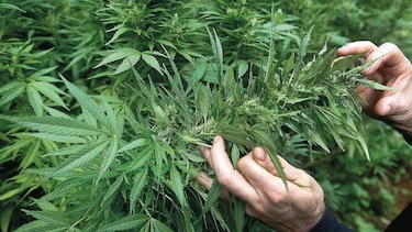 Esencia de cannabis en perfumes de lujo