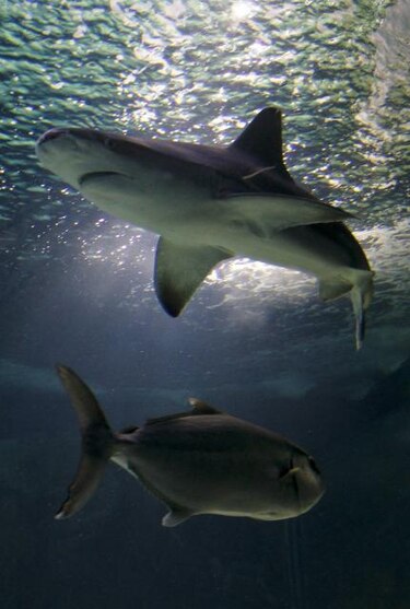 Colombia investigará matanza de dos mil tiburones