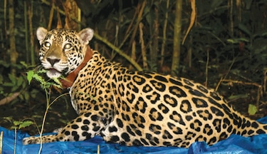 Cuarentena no detiene la lucha por el jaguar 