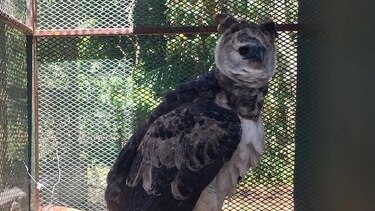 Hurtan águila harpía del parque Summit; presentan denuncia en el Ministerio Público
